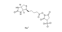 119616-38-5 蛋白標(biāo)記用 Biotin Sulfo-Osu 生物素 3-磺酸基-N-羥基琥珀酰亞胺鈉鹽