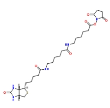 (+)-Biotin-LC-LC-NHS Ester；89889-52-1；生物素-LC-LC-琥珀酰亞胺酯