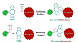 cas:2055025-02-8 PC DBCO-NHS Ester,Photocleavable ；DBCO-NHS ester ；  二苯基環(huán)辛炔-N-羥基琥珀酰亞胺